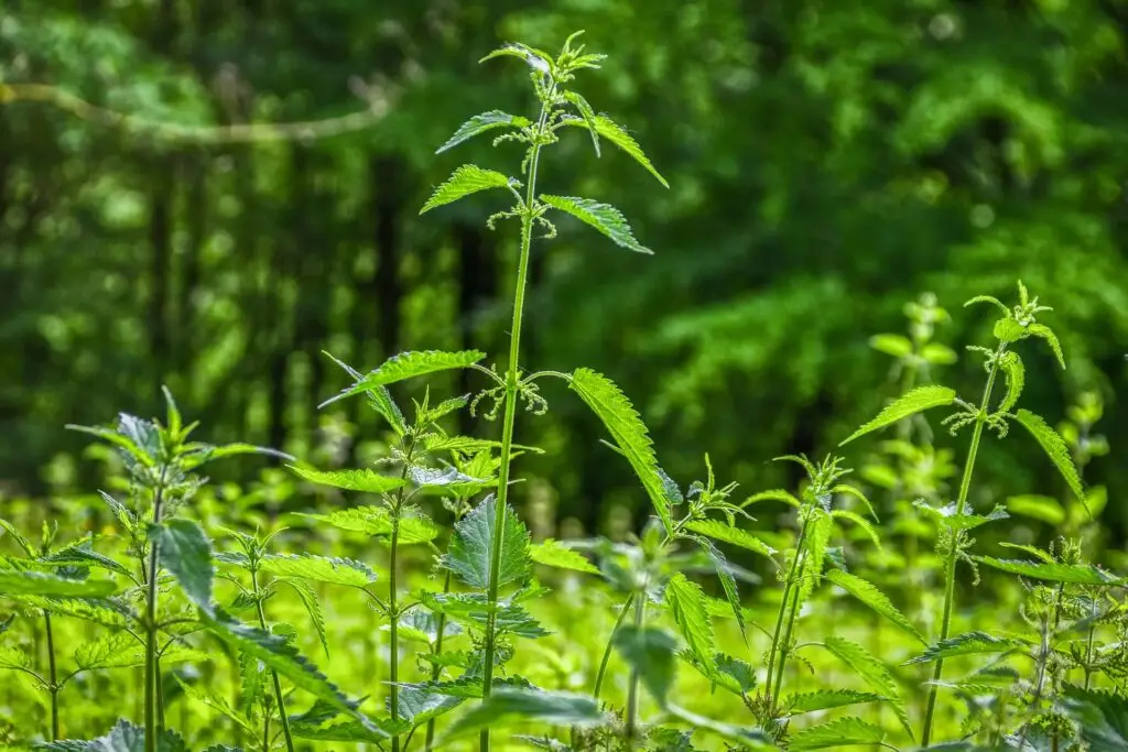 Naturgesundheit 1 Frische Brennnesseln in natürlicher Umgebung - Wildkräuter für Naturgesundheit und ganzheitliche Heilmethoden