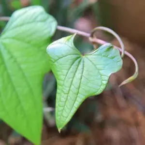 Yamswurzel Blätter Dioscorea villosa - Quelle für natürliches Diosgenin